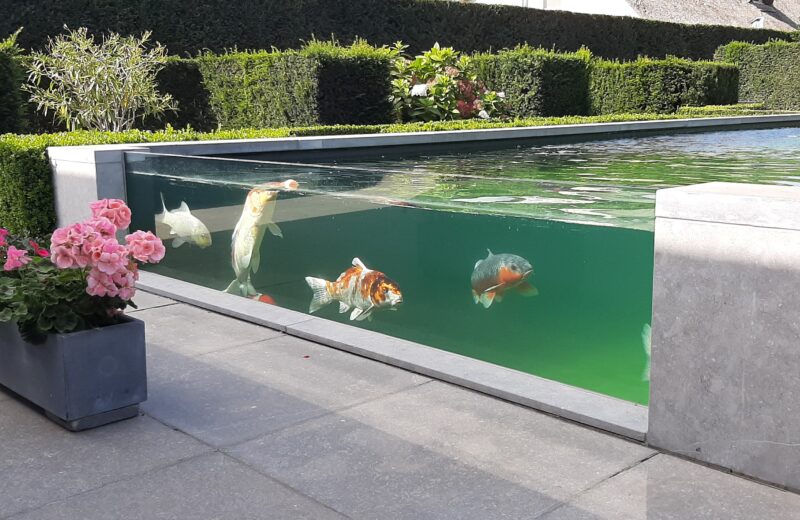 Bassin à poissons