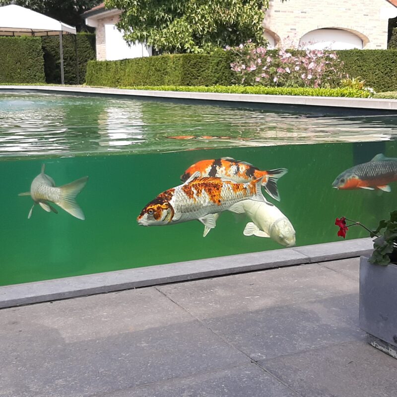 Solitherm visvijver 20200910 141659