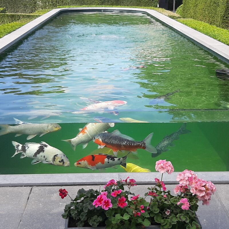 Solitherm visvijver 20200910 141710